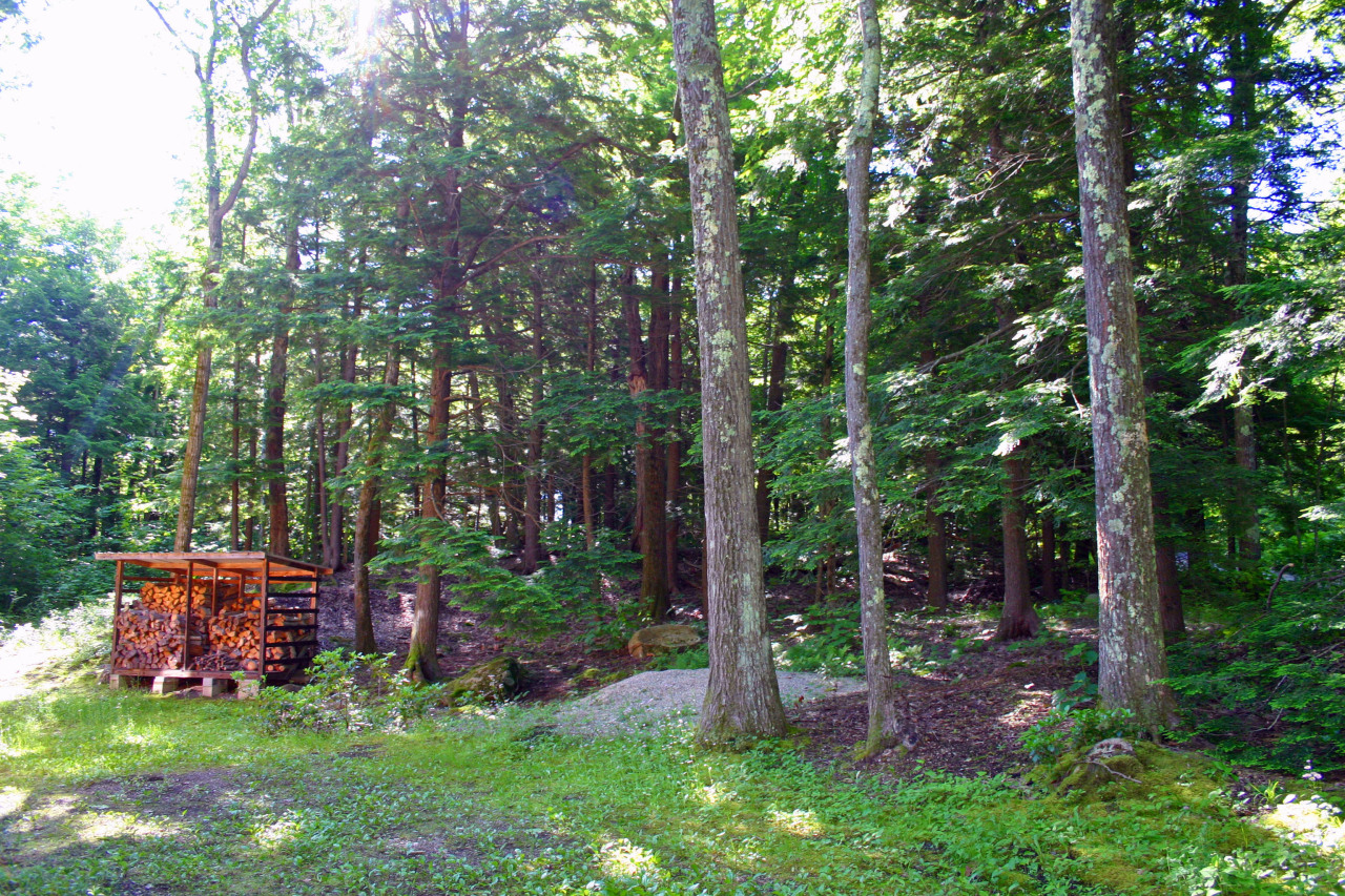 153 Stanley Road Otis, MA 01029 - Photo 19 of 19 a view of backyard with plants and large trees
