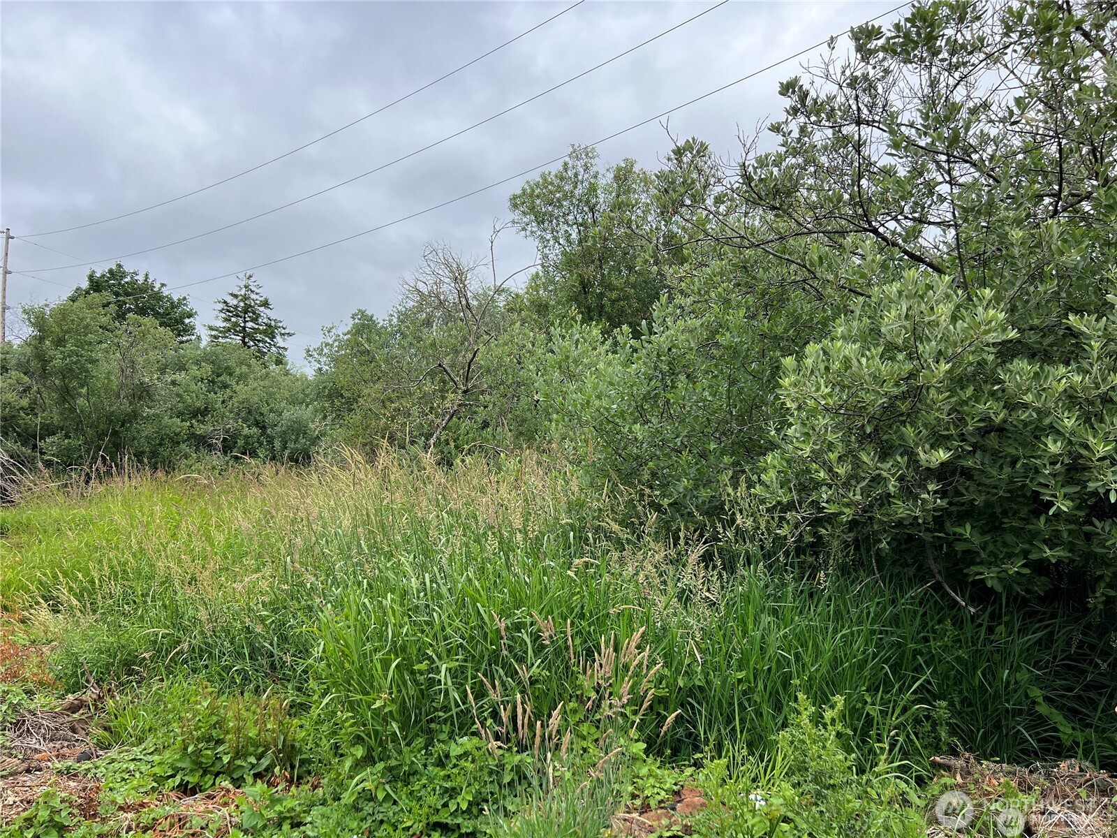 0 X Eight Street Raymond, WA 98577 - Photo 3 of 8 a view of a garden