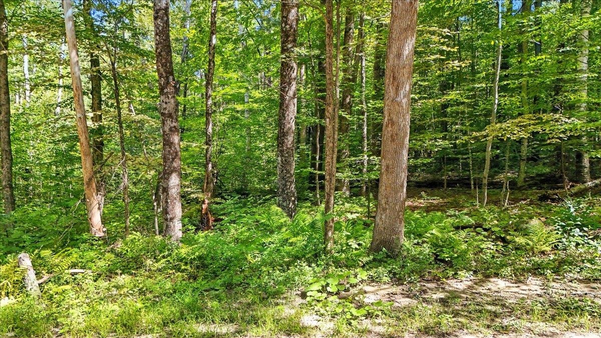 0 Hall Ranch Road Grafton, VT 05146 - Photo 5 of 23