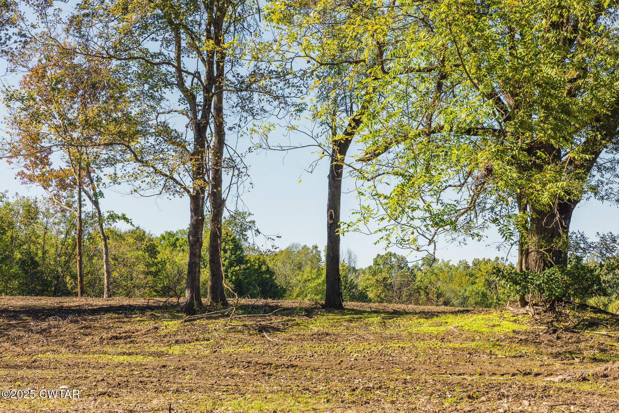 4 Hearn Road Greenfield, TN 38230 - Photo 7 of 9 a view of a yard with a tree