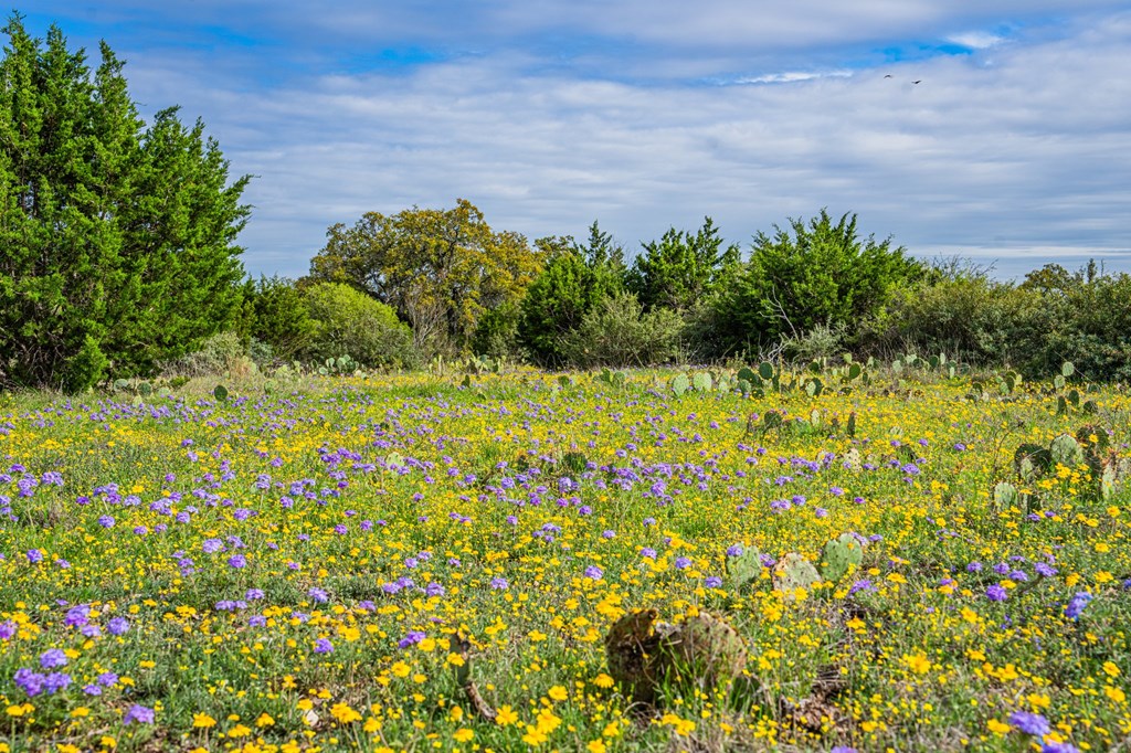 141 Spring Bluff Junction, TX 76849 - Photo 2 of 16 a view of a garden with plants