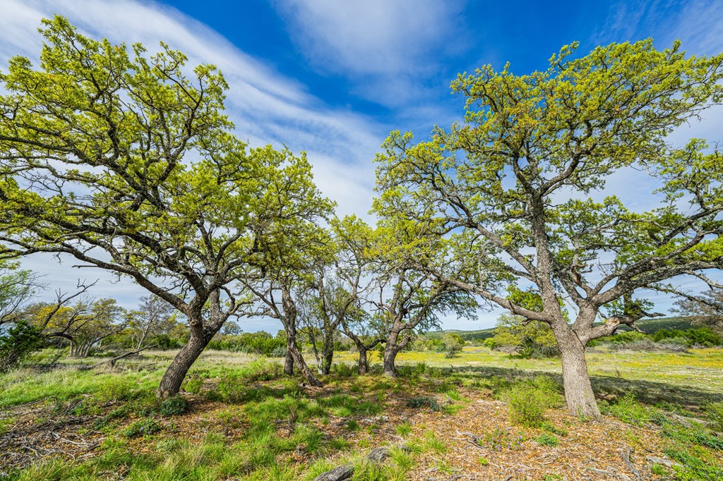 141 Spring Bluff Junction, TX 76849 - Photo 4 of 15 large trees