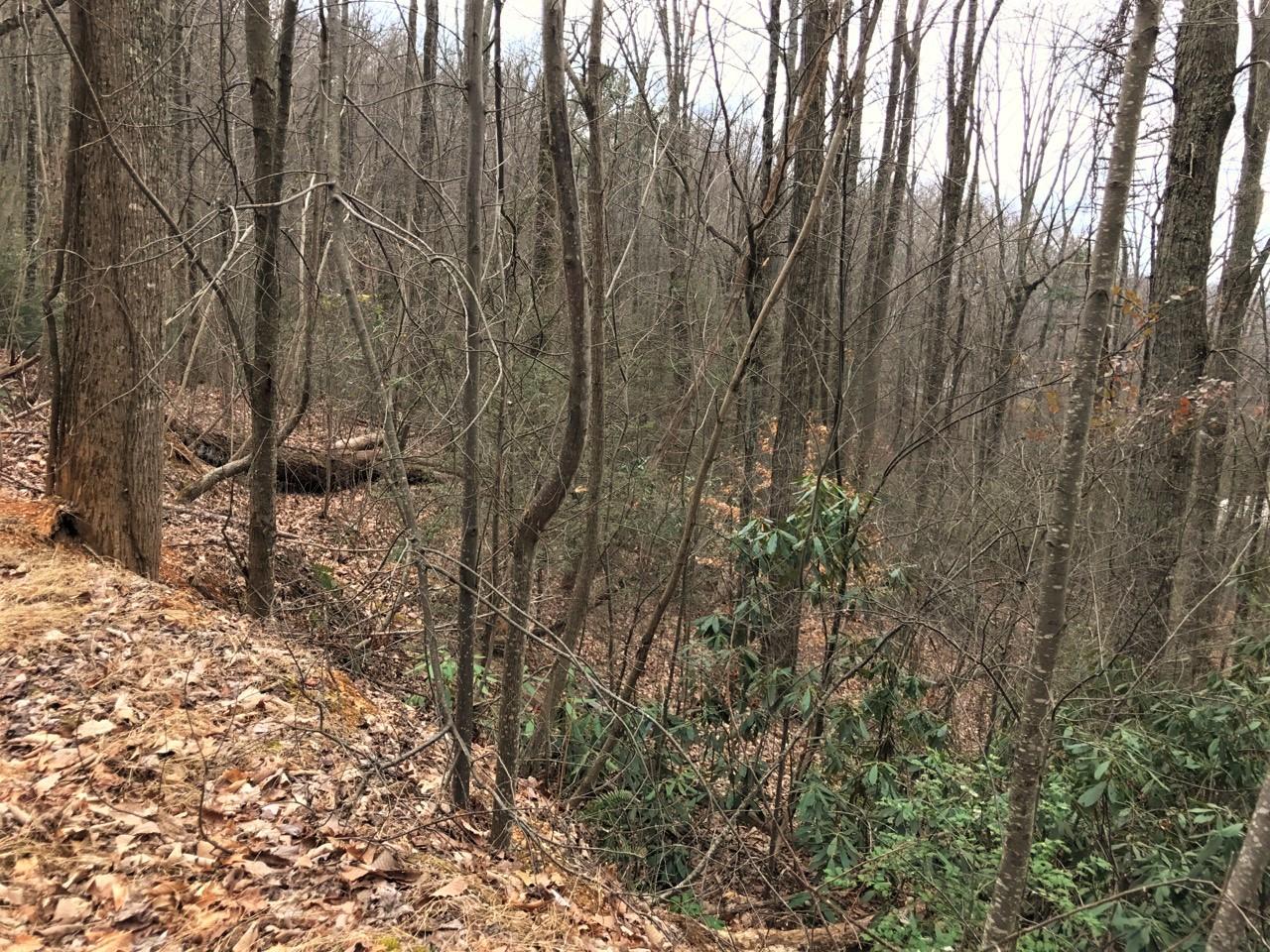 - Green Forest Road Cosby, TN 37722 - Photo 4 of 4 1ac (c)