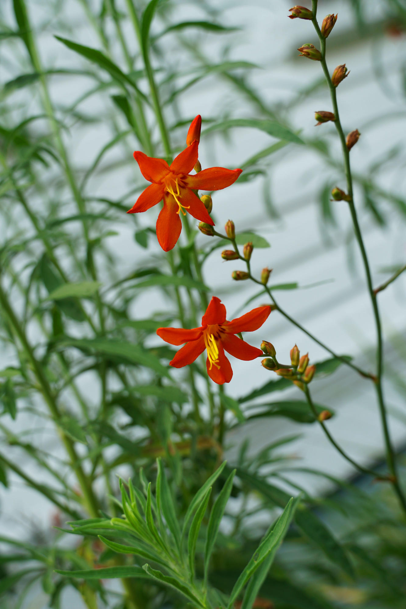 5314 Cameron Road Cameron, SC 29030 - Photo 23 of 26 Canon Bridge Flower