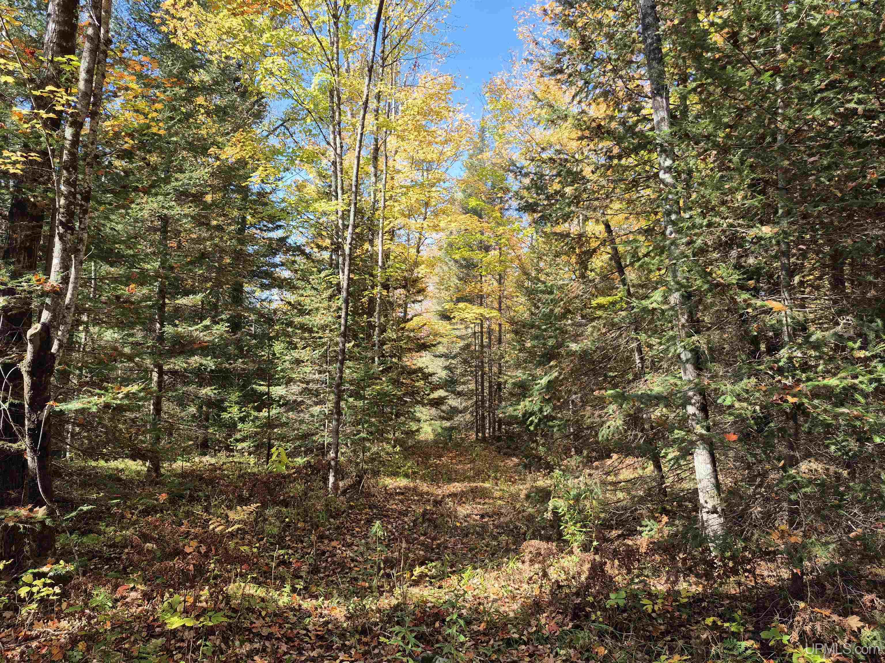 40-acres Mattson Road Felch, MI 49831 - Photo 15 of 45 Gallery Image 15
