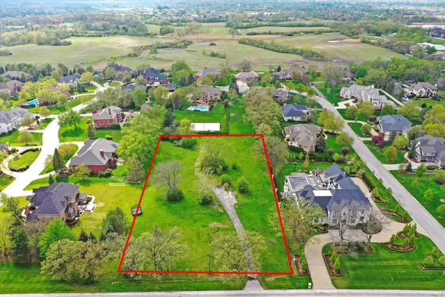 a view of a yard with plants and large trees