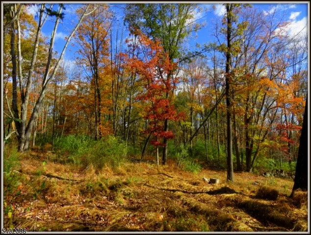 a view of a yard with plants and trees