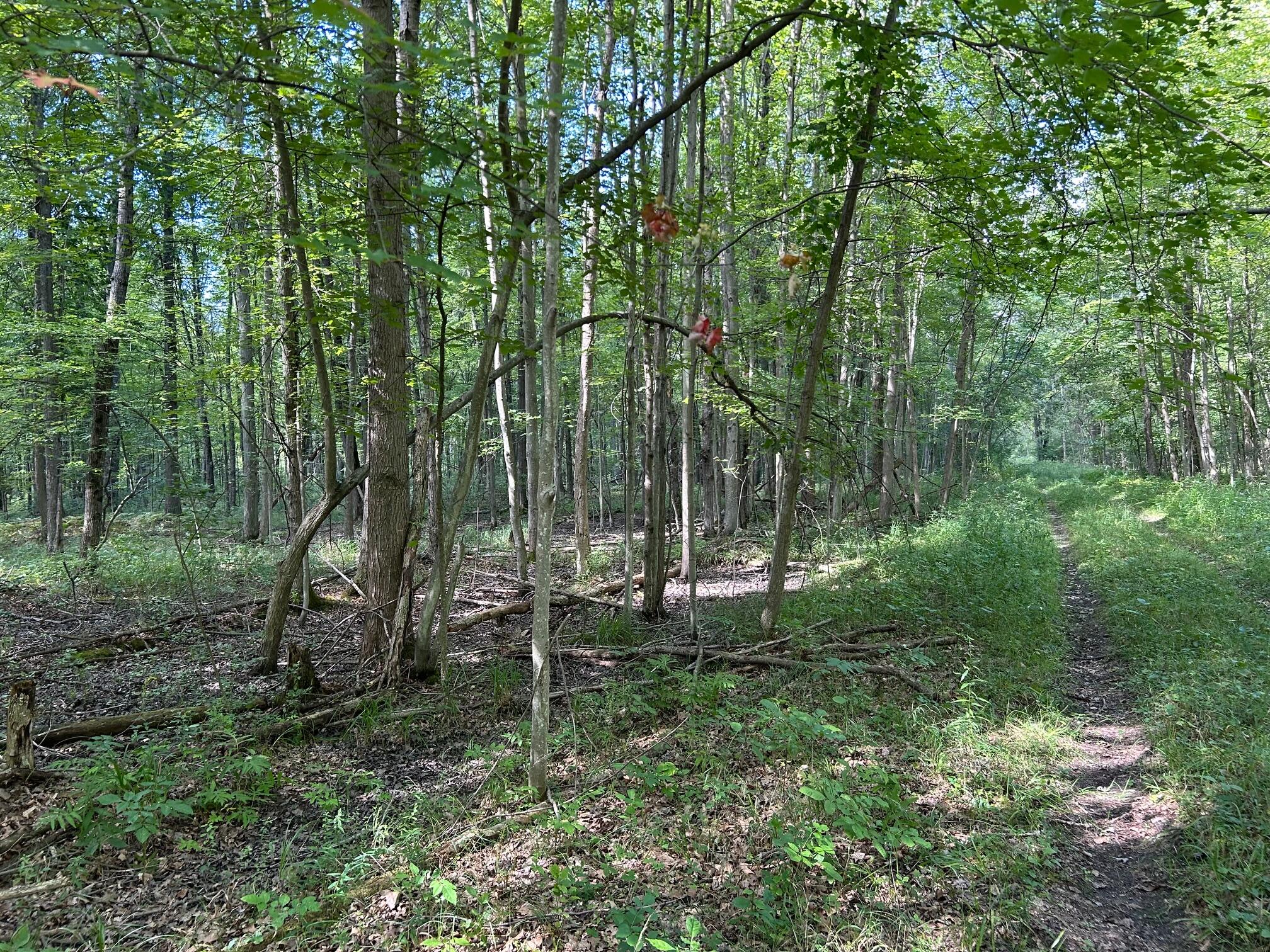 3250 West Isabella Road Shepherd, MI 48883 - Photo 5 of 8 IMG_1664