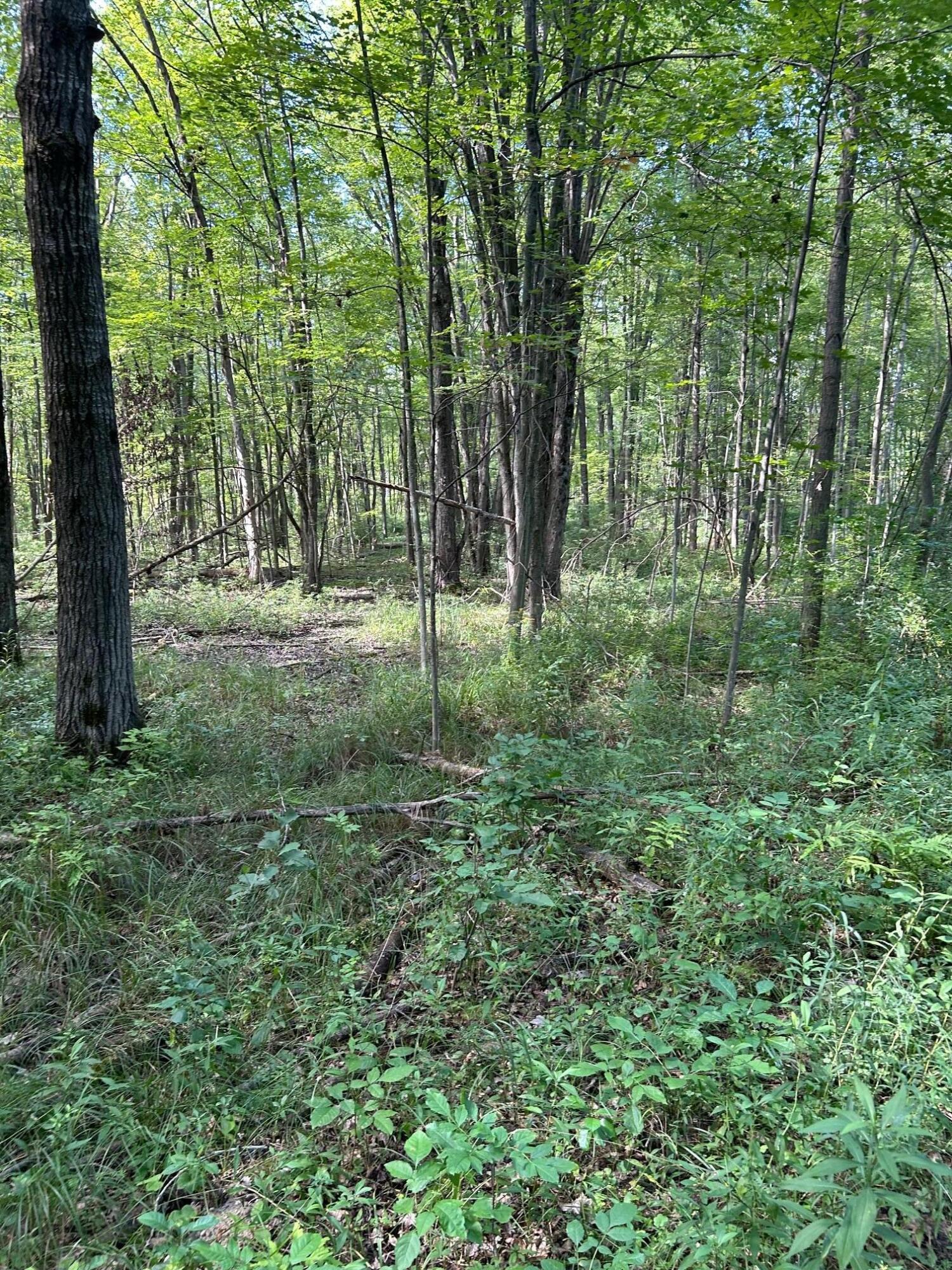 3250 West Isabella Road Shepherd, MI 48883 - Photo 7 of 8 IMG_1667