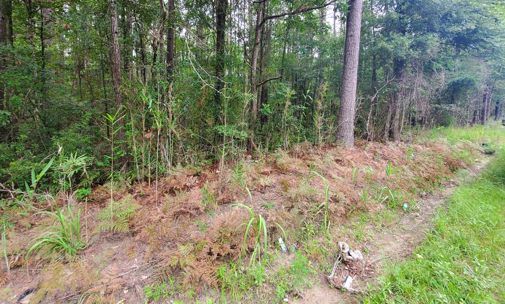 0 Second Texas Road St. George, SC 29477 - Photo 3 of 4 Photo 3