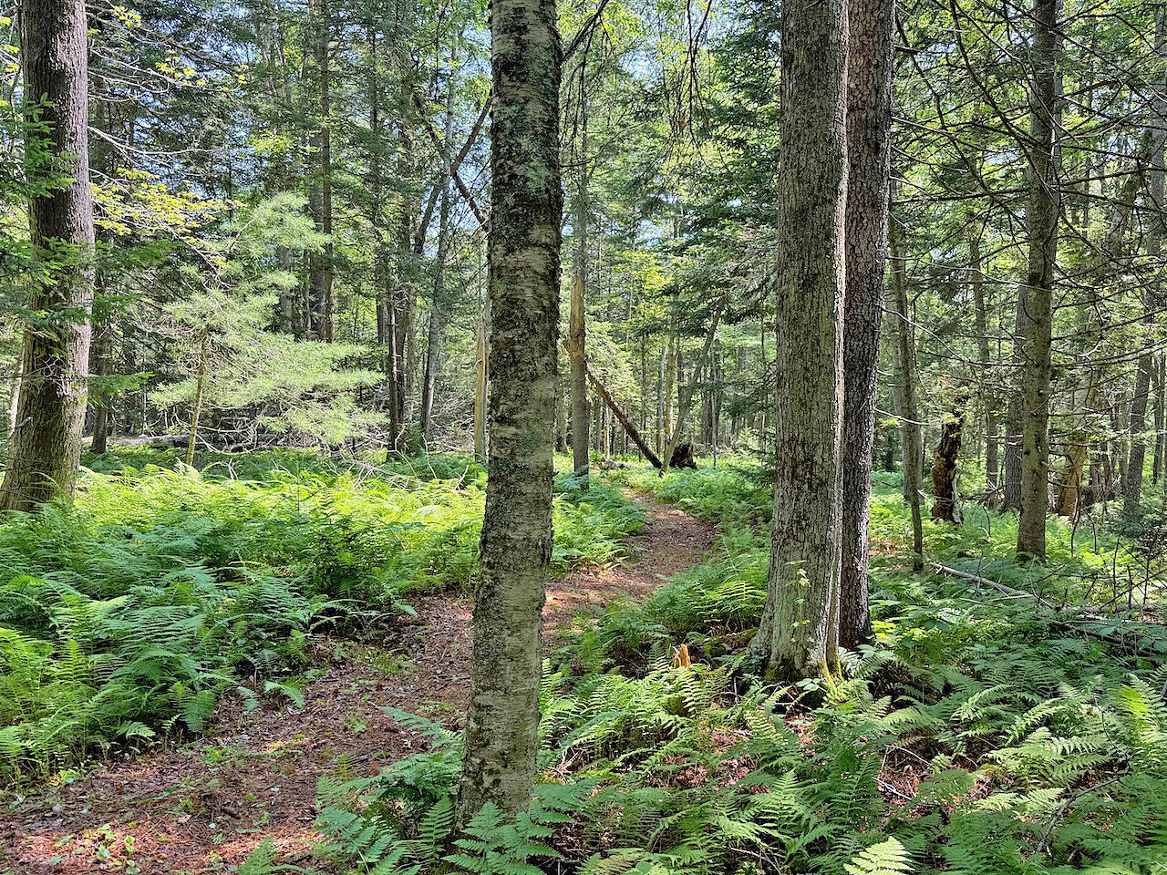 196 Pemaquid Harbor Road Bristol, ME 04558 - Photo 11 of 13 Woodland Path to Waterfront