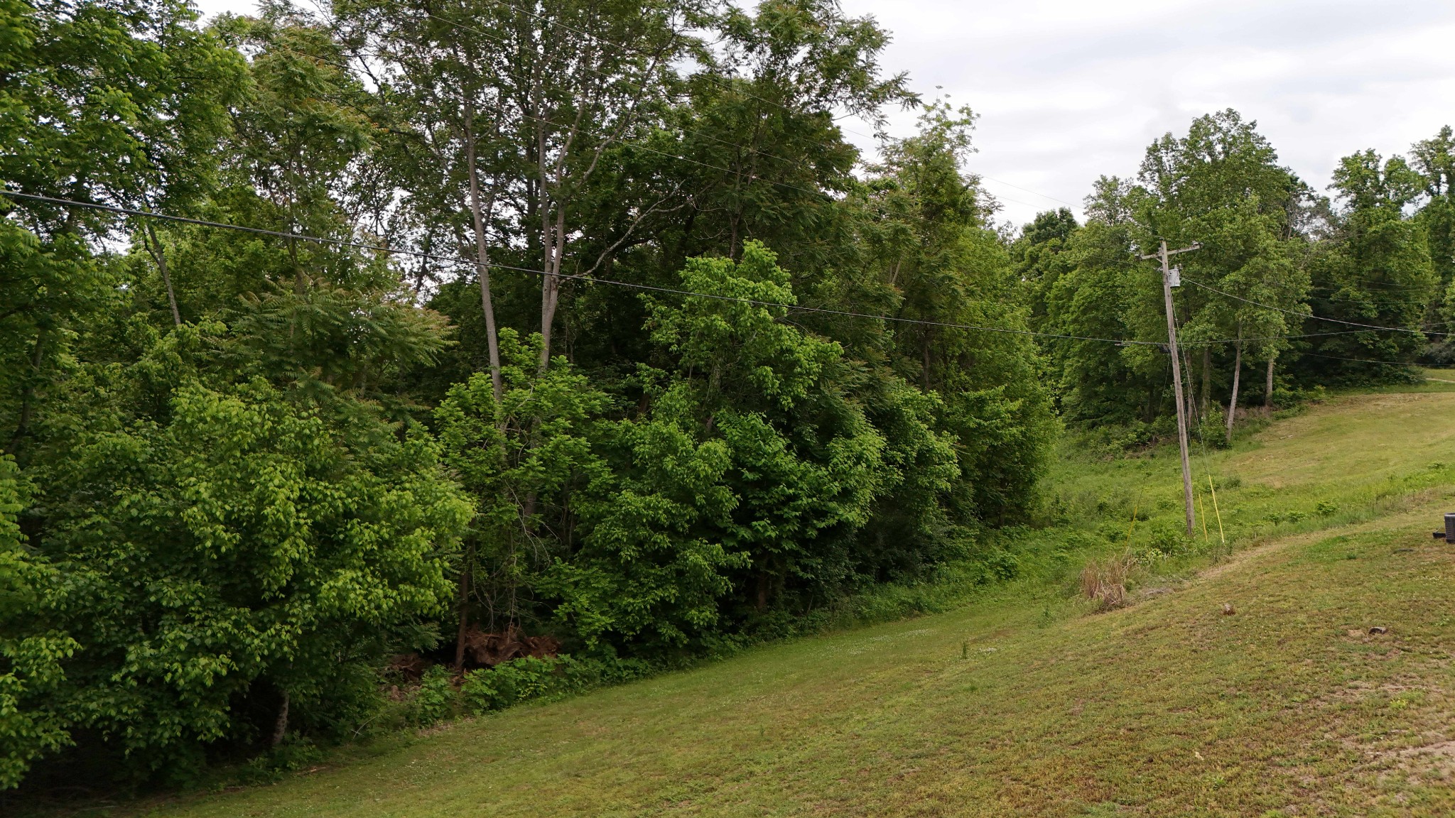 1825 Free Hill Road Celina, TN 38551 - Photo 35 of 49 a view of a lush green forest with lots of trees
