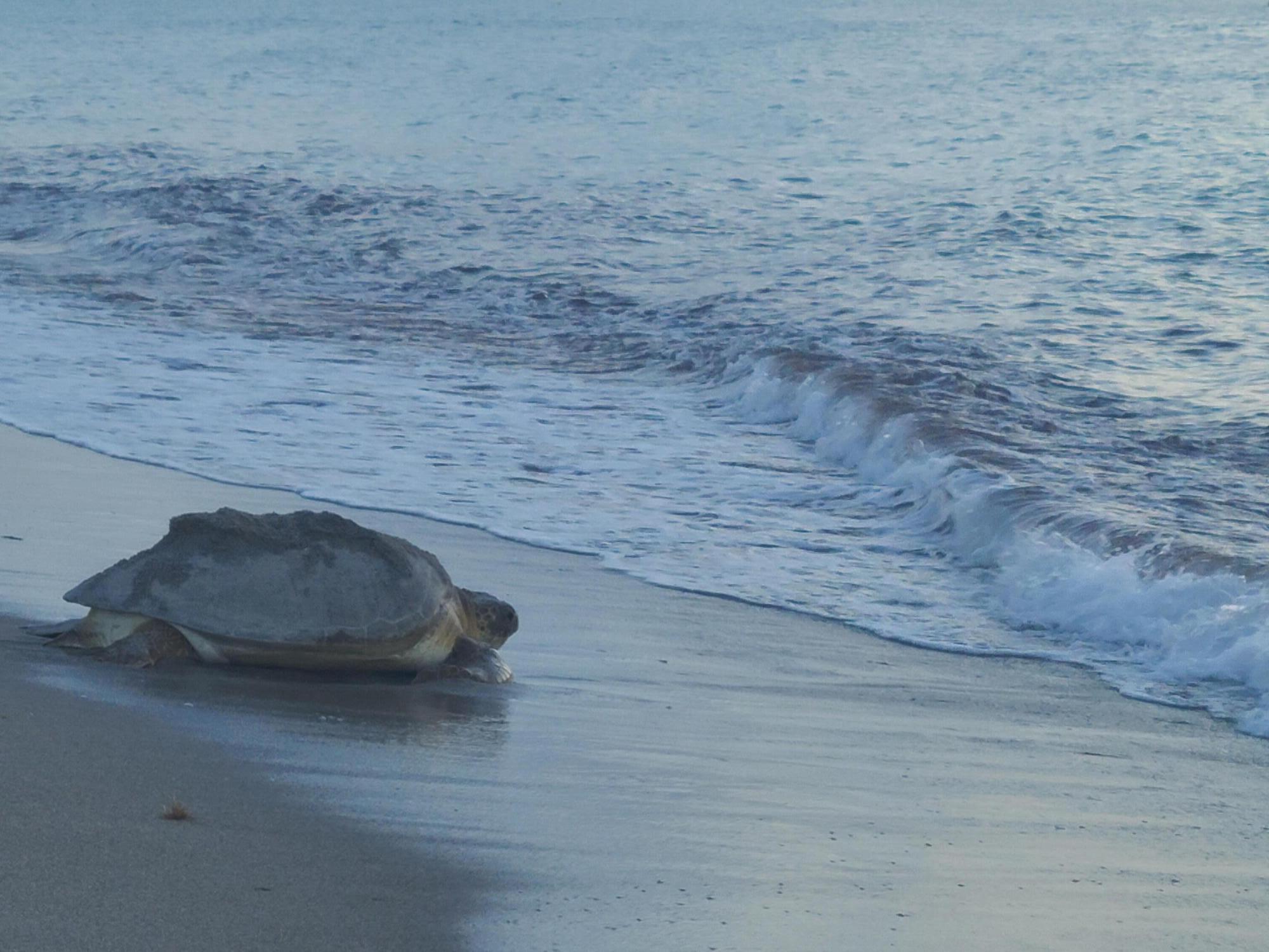 2050 Florida A1A, Unit 3 Jupiter, FL 33477 - Photo 47 of 48 Turtle entering the sea