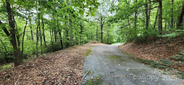 a view of a road with plants and trees