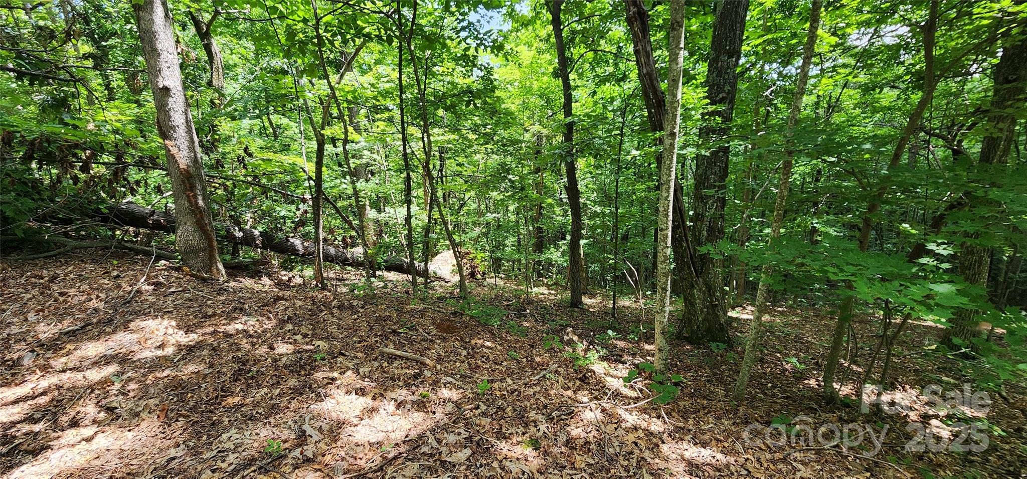 Lot 31 White Oak Mountain Road Columbus, NC 28722 - Photo 8 of 13 a view of a forest with trees