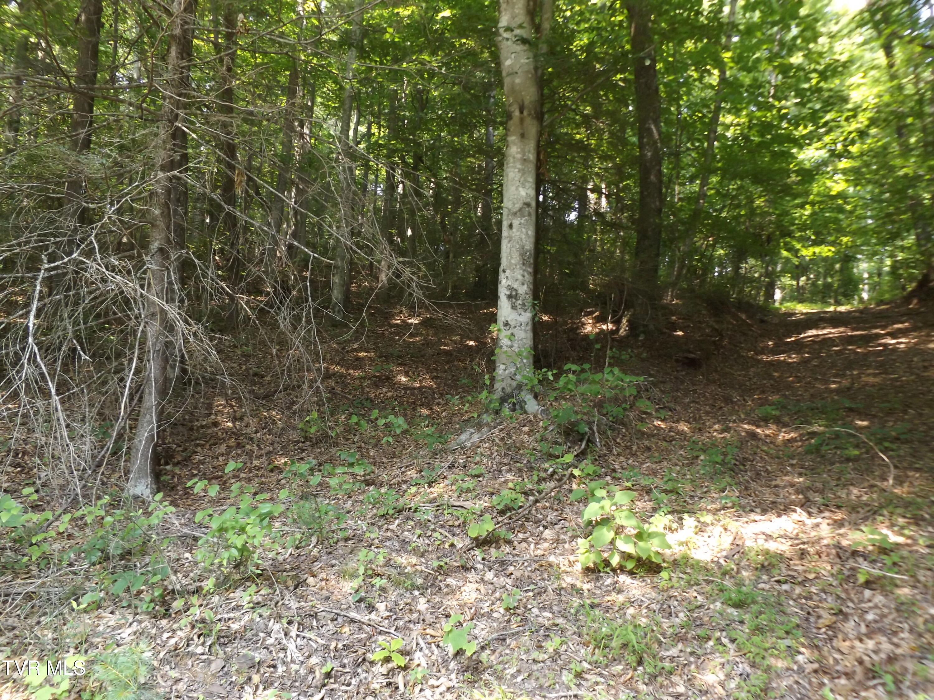 Tbd Rome Hollow Road Elizabethton, TN 37643 - Photo 12 of 15 DSCF8078