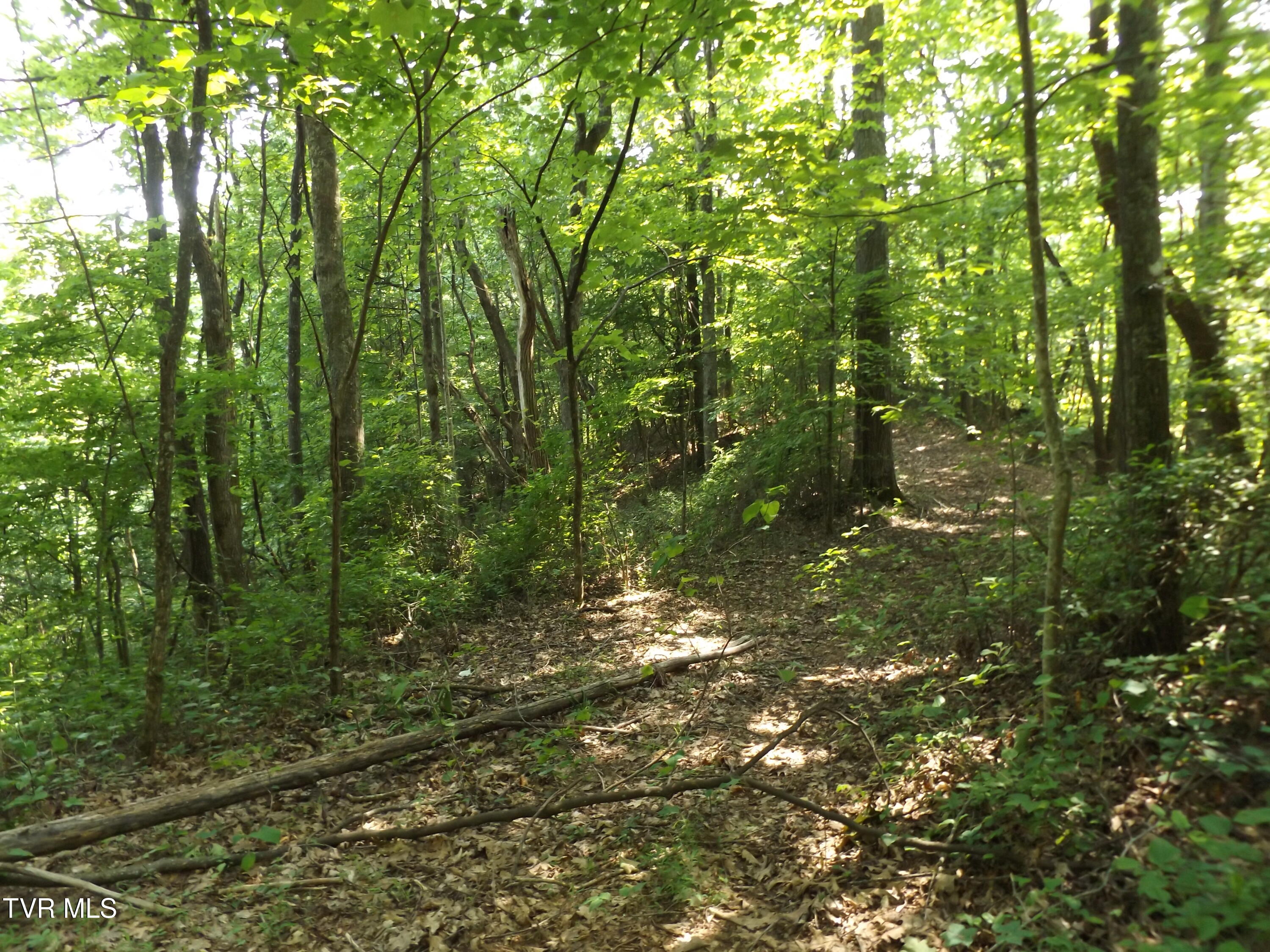 Tbd Rome Hollow Road Elizabethton, TN 37643 - Photo 13 of 15 DSCF8082