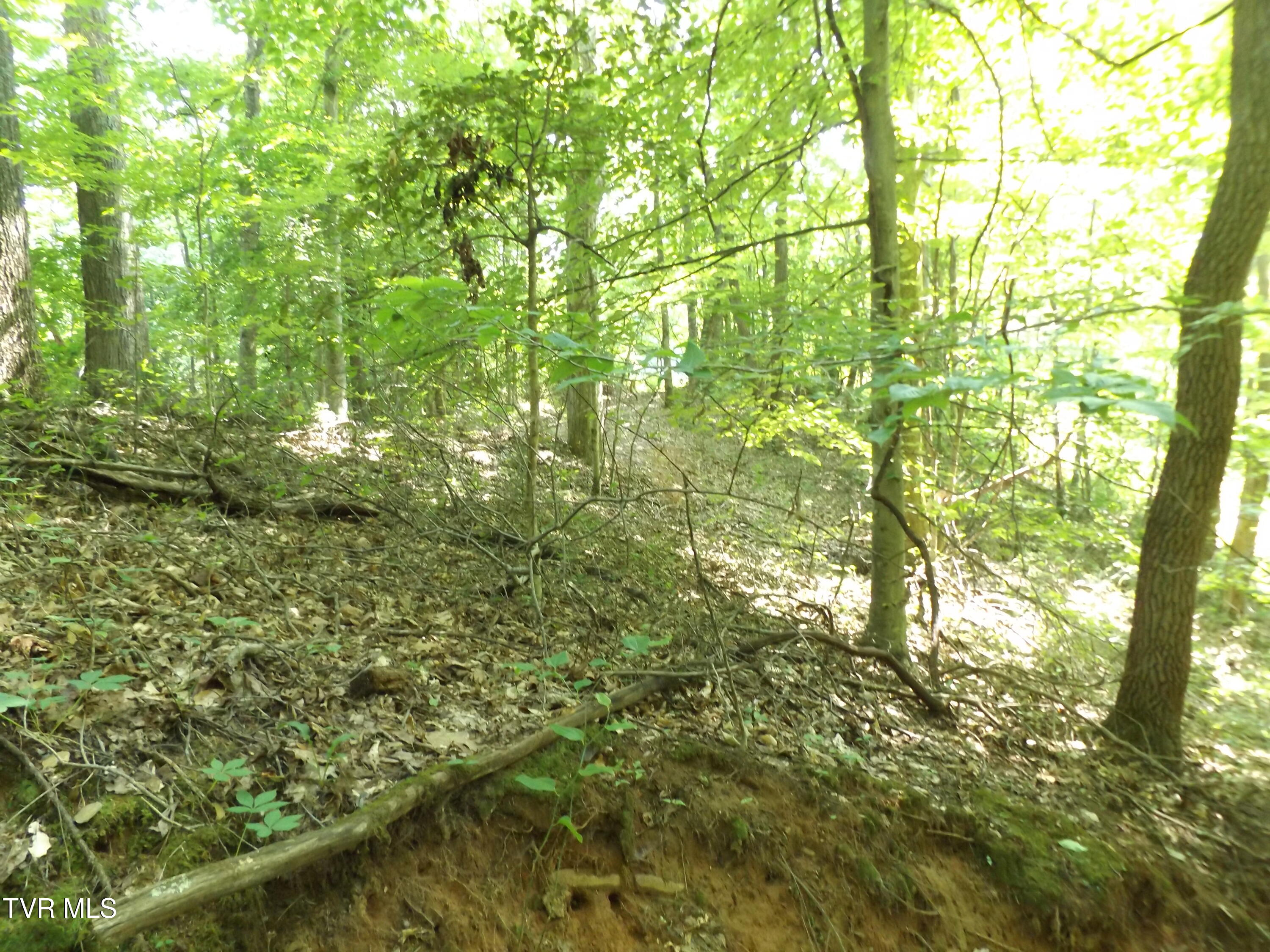 Tbd Rome Hollow Road Elizabethton, TN 37643 - Photo 15 of 15 DSCF8084