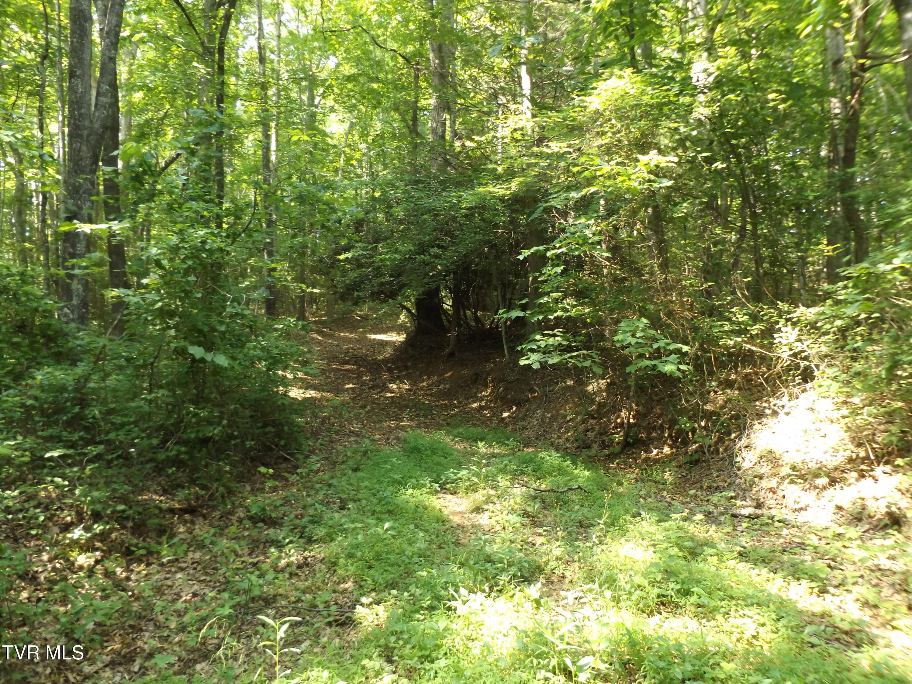 Tbd Rome Hollow Road Elizabethton, TN 37643 - Photo 4 of 15 DSCF8081 (2)