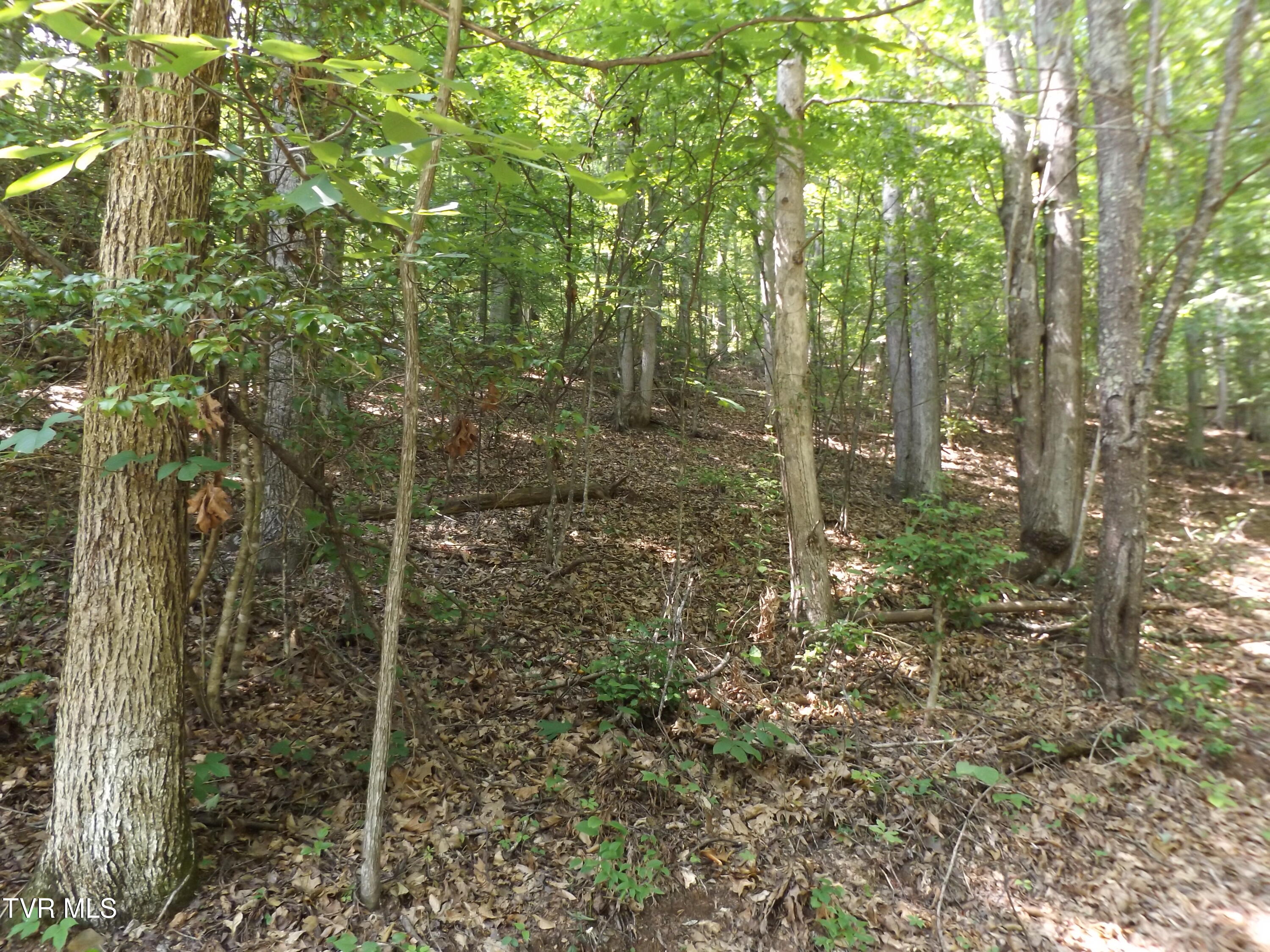 Tbd Rome Hollow Road Elizabethton, TN 37643 - Photo 6 of 15 DSCF8071