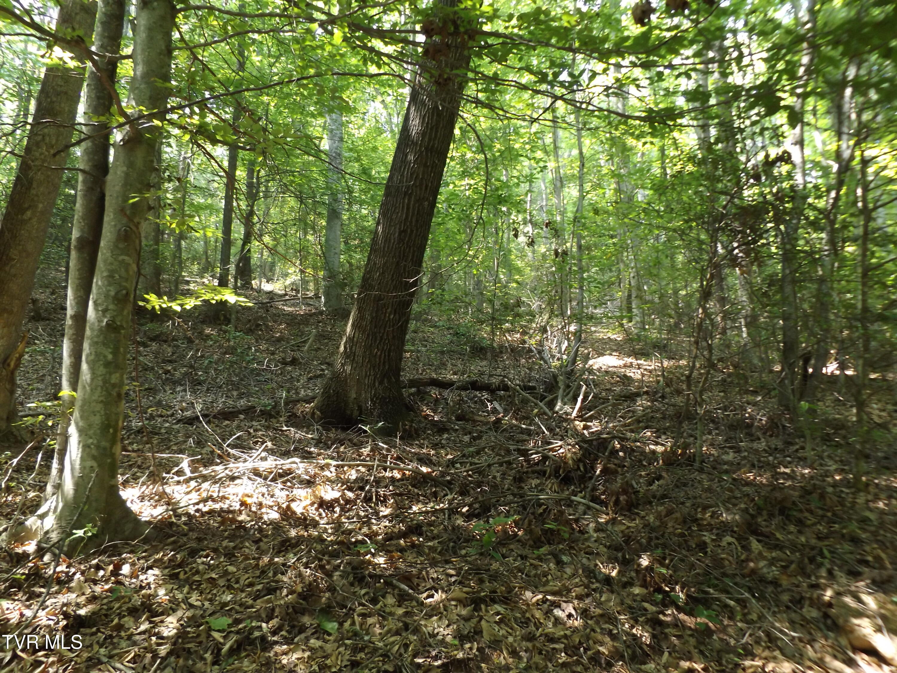 Tbd Rome Hollow Road Elizabethton, TN 37643 - Photo 7 of 15 DSCF8072 (2)