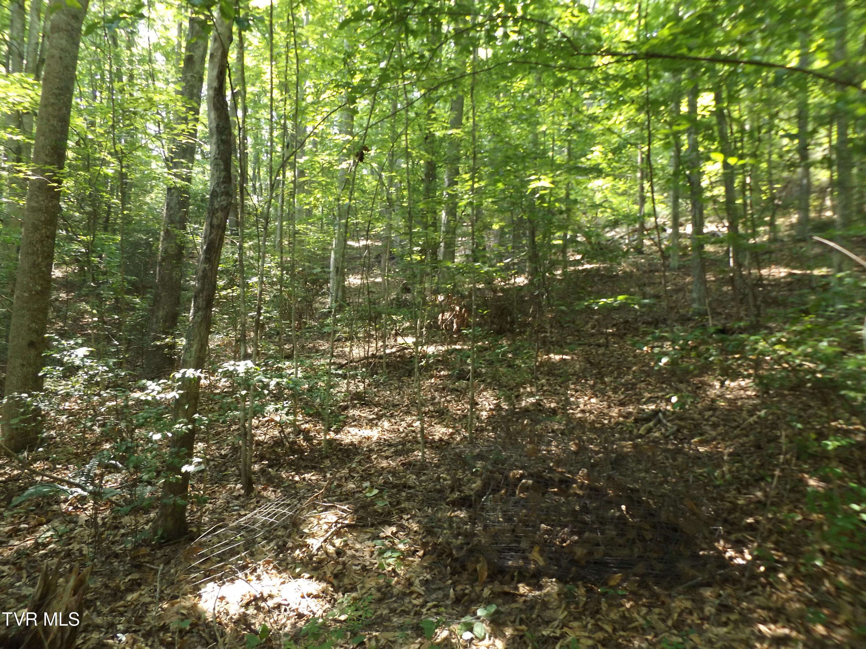 Tbd Rome Hollow Road Elizabethton, TN 37643 - Photo 8 of 15 DSCF8074