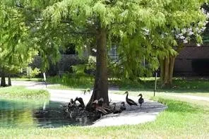 a view of a lake with couches and wooden fence