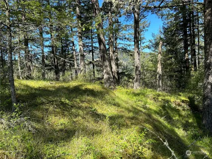 a view of a yard with large trees
