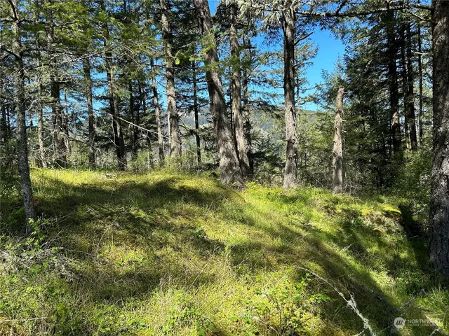 a view of a yard with large trees