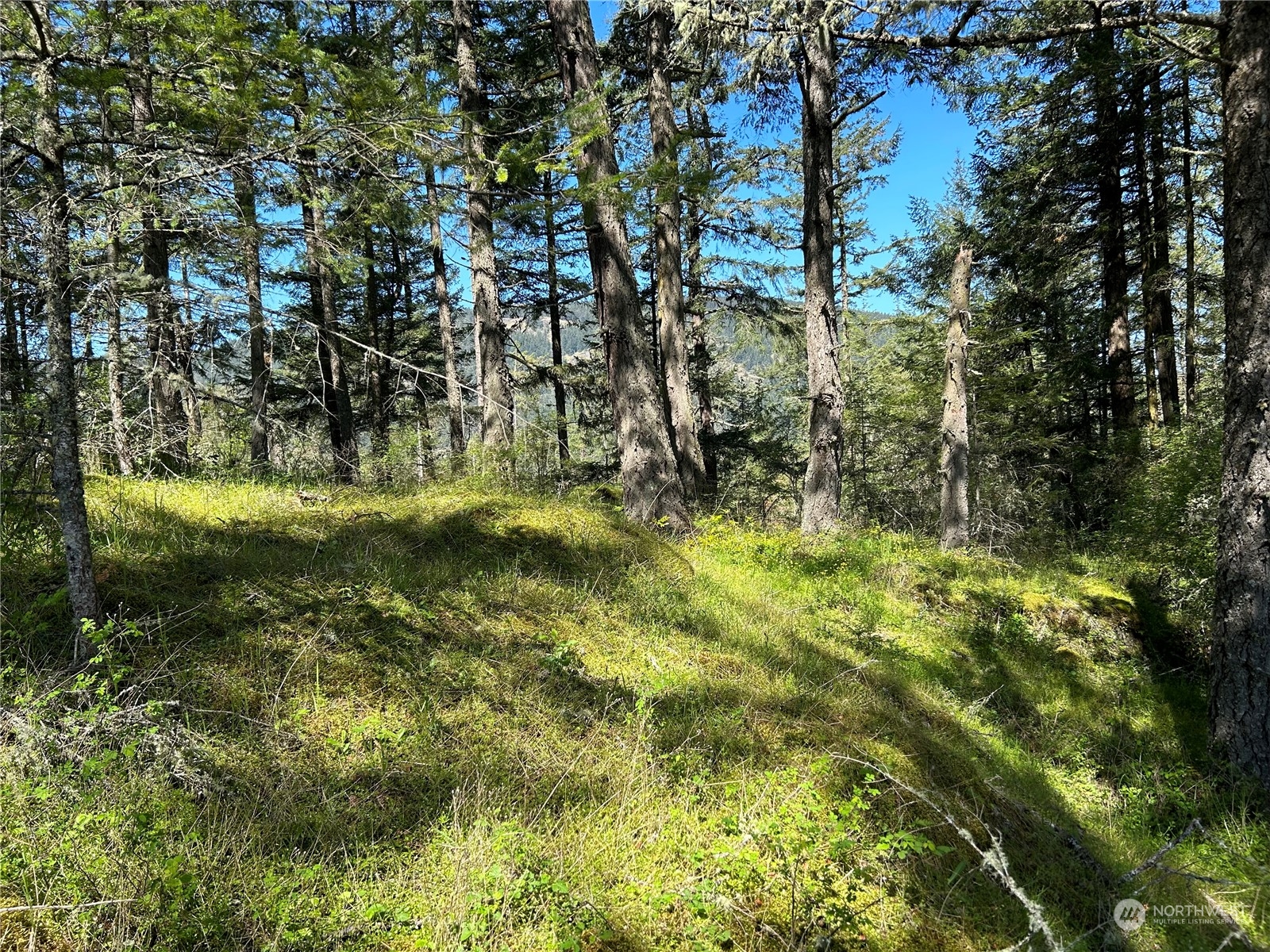 X Orcas Road Orcas Island, WA 98245 - Photo 3 of 11 a view of a yard with large trees