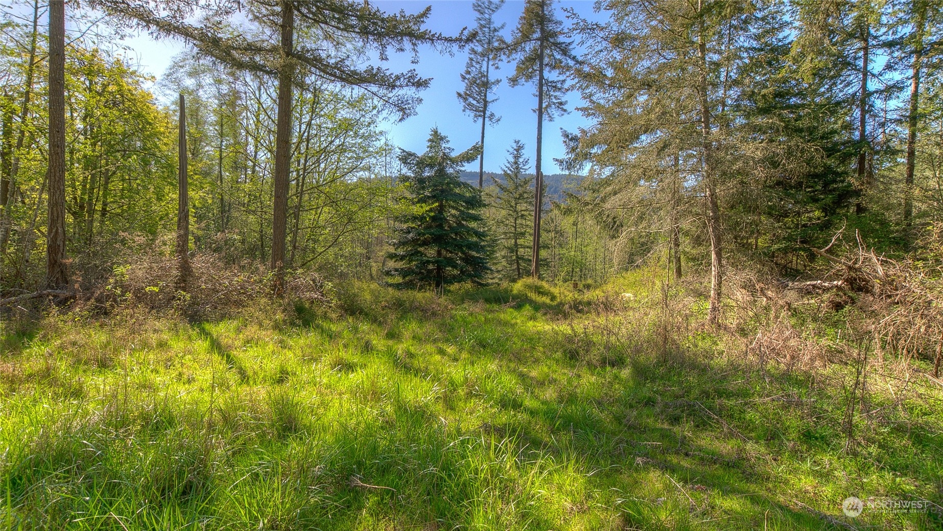 X Orcas Road Orcas Island, WA 98245 - Photo 4 of 11 a view of a yard with trees