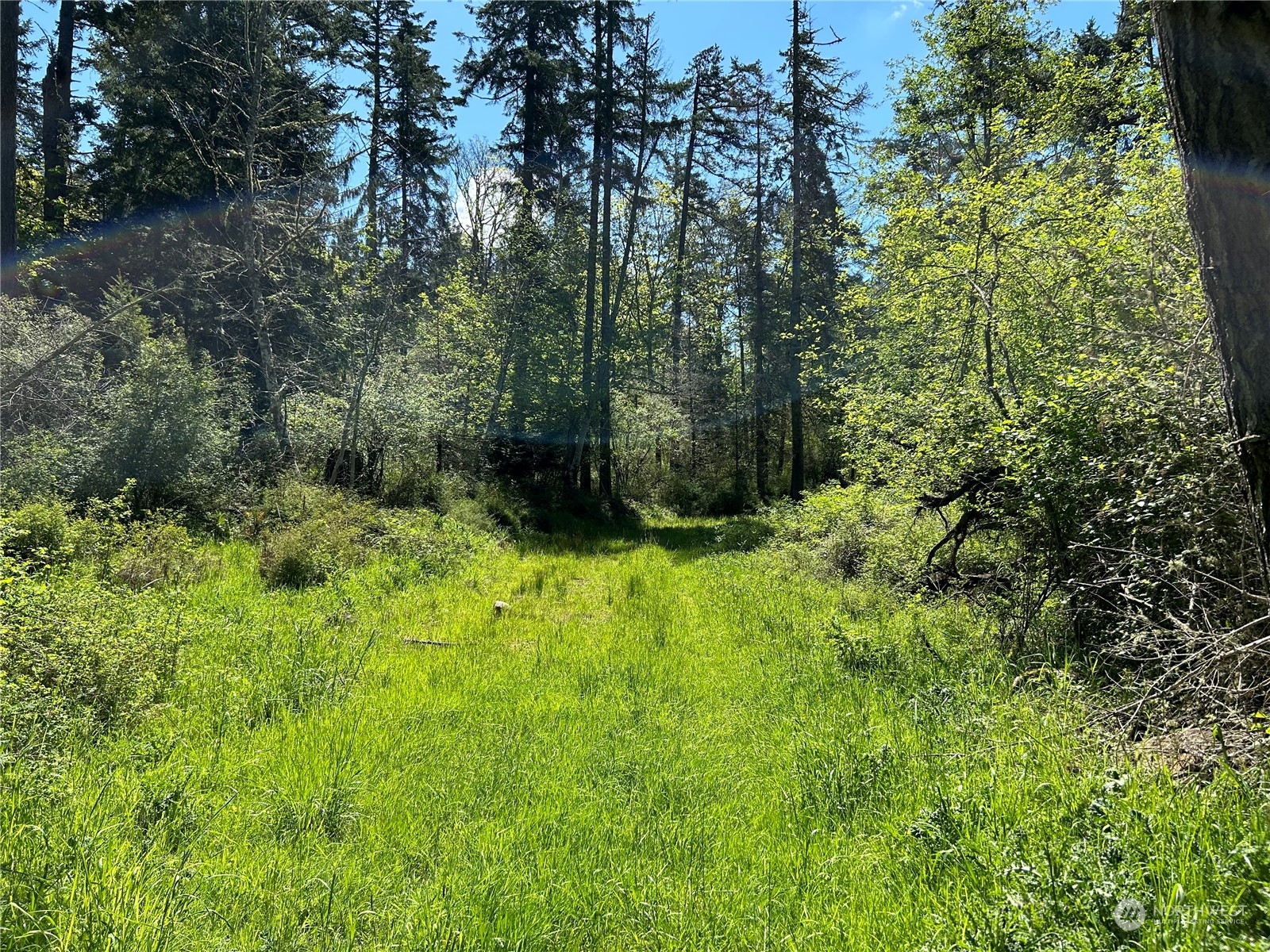 X Orcas Road Orcas Island, WA 98245 - Photo 6 of 11 a view of outdoor space and trees all around