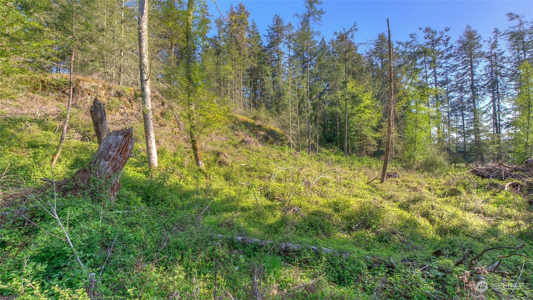 X Orcas Road Orcas Island, WA 98245 - Photo 7 of 11 a view of a yard with trees