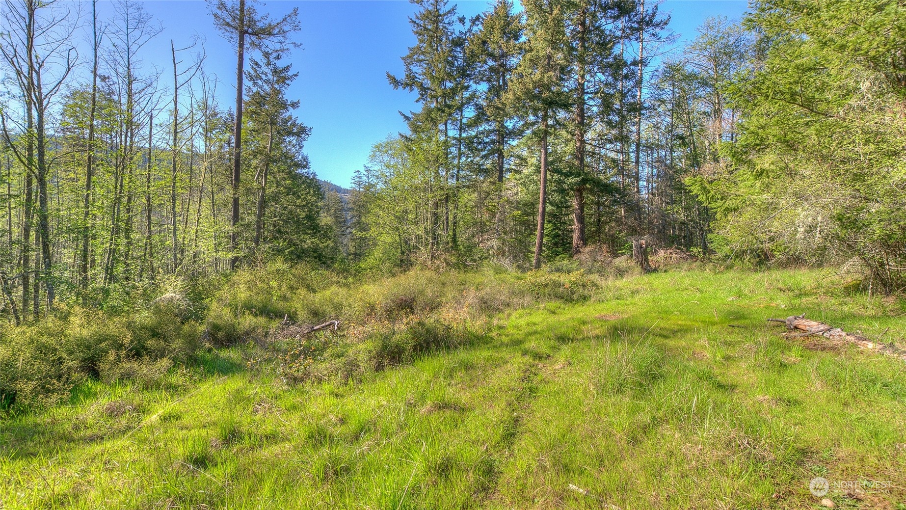 X Orcas Road Orcas Island, WA 98245 - Photo 9 of 11 a view of outdoor space and trees