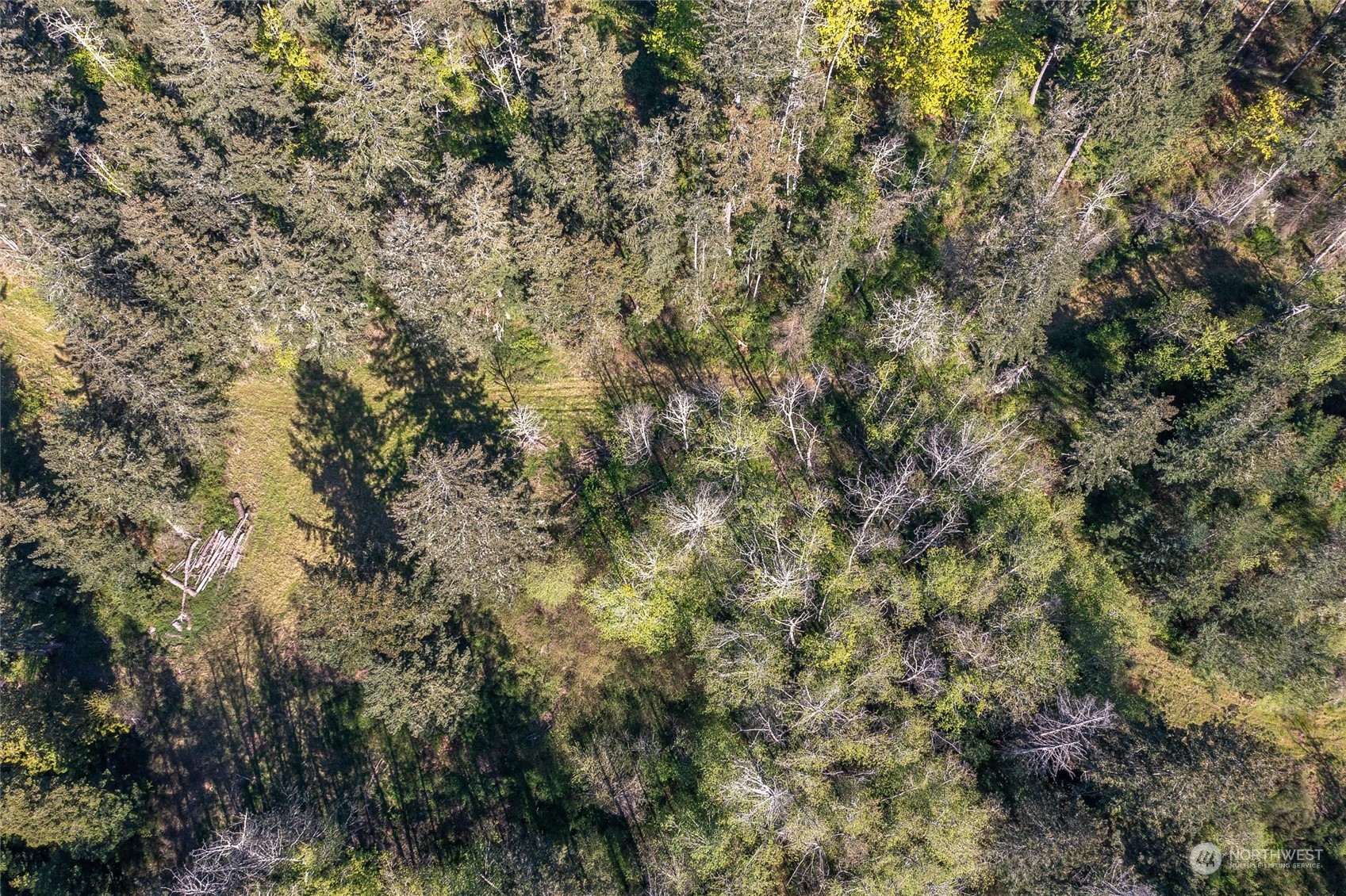 X Orcas Road Orcas Island, WA 98245 - Photo 10 of 11 a view of a yard with a tree