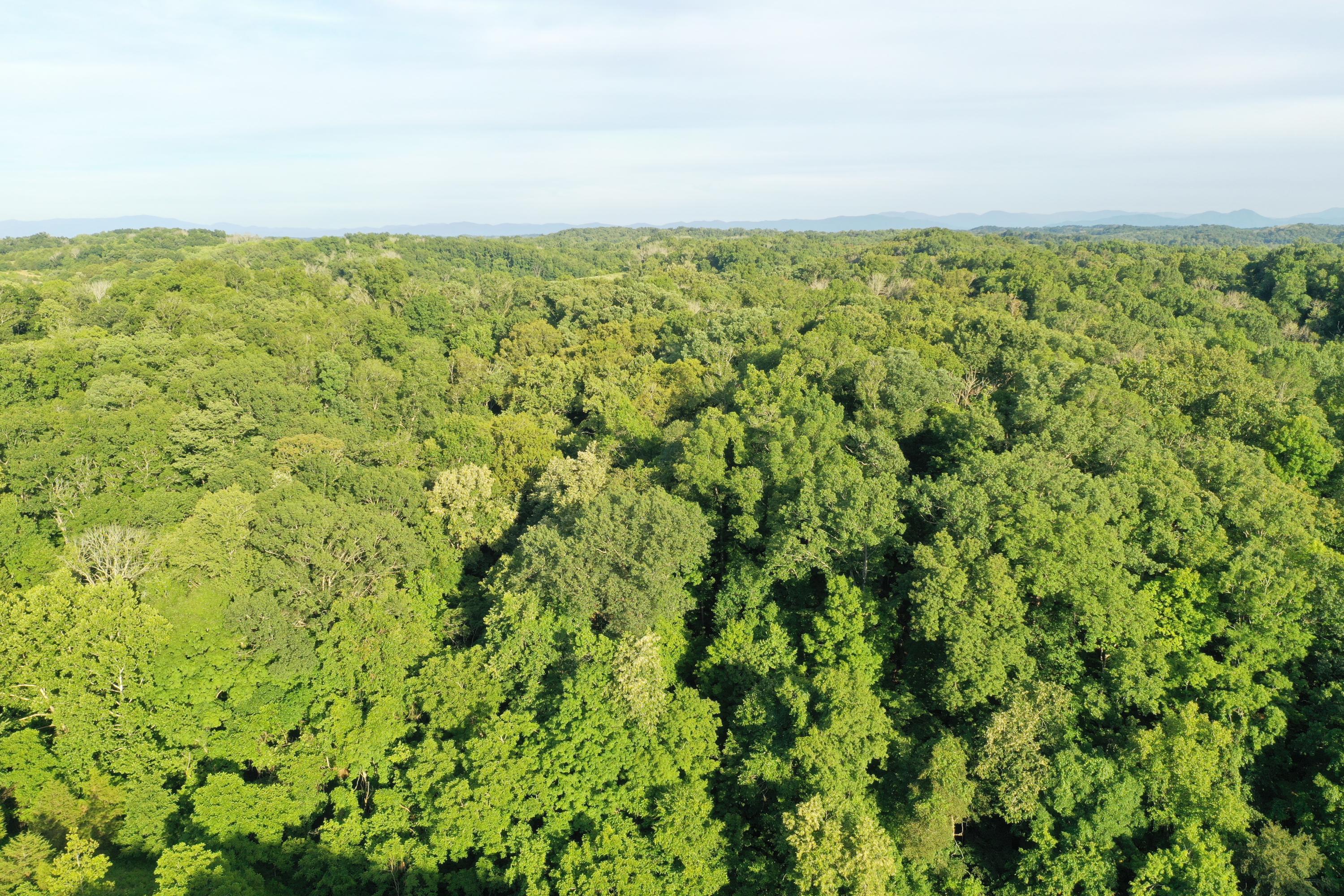 3104 Shady Road Bybee, TN 37713 - Photo 3 of 37 DJI_0022