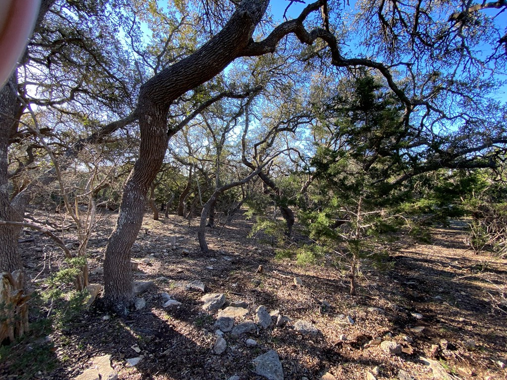 42 Rust Lane Boerne, TX 78006 - Photo 12 of 23 a view of a tree in a yard