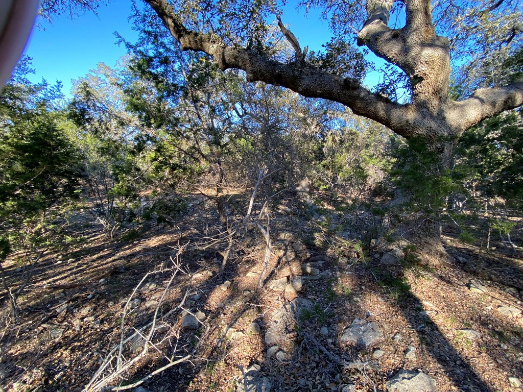 42 Rust Lane Boerne, TX 78006 - Photo 13 of 23 a view of a tree in a yard