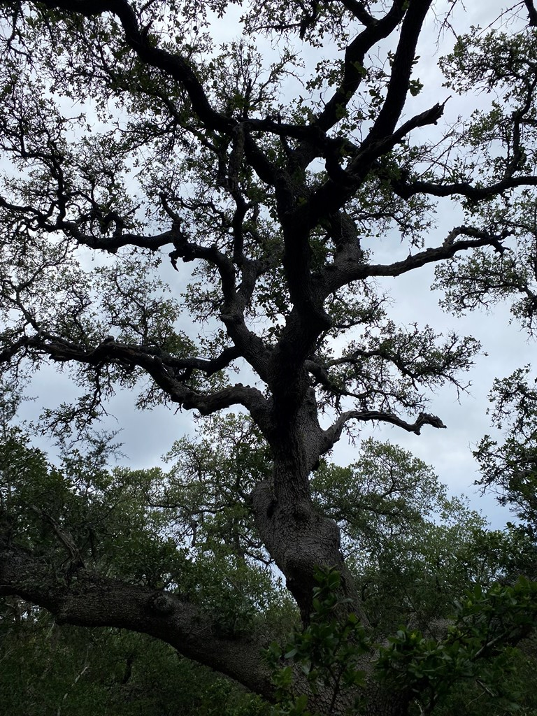 42 Rust Lane Boerne, TX 78006 - Photo 14 of 23 a view of tree