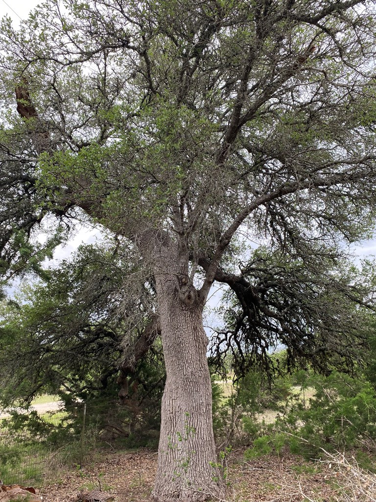 42 Rust Lane Boerne, TX 78006 - Photo 15 of 23 a view of tree