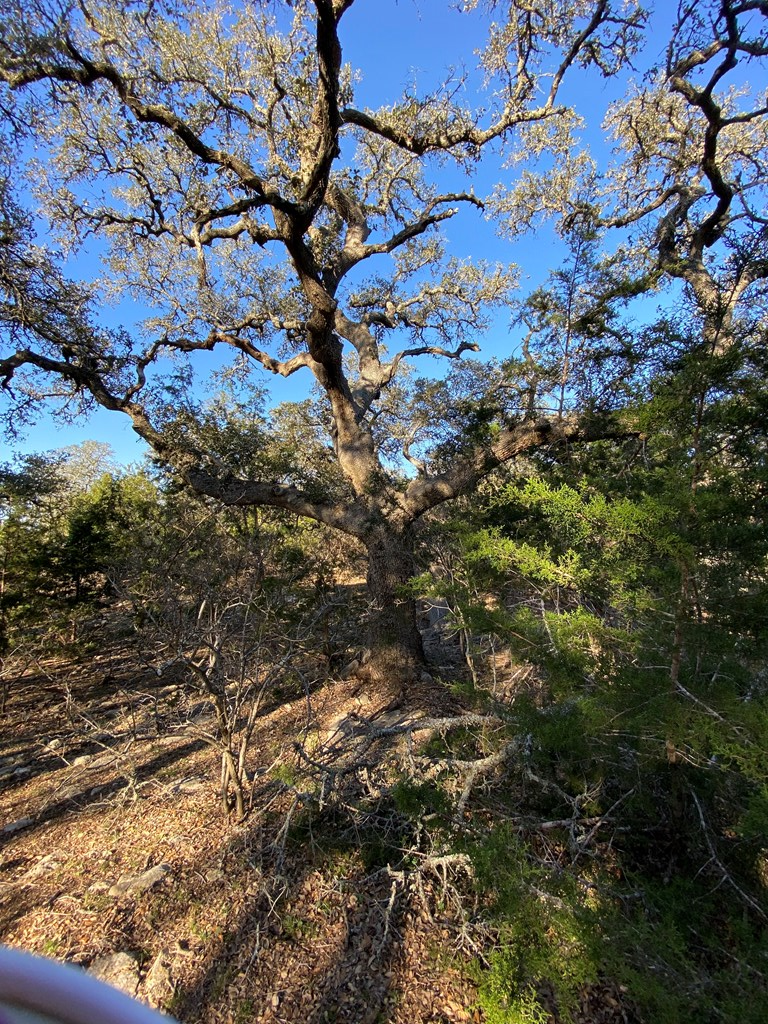 42 Rust Lane Boerne, TX 78006 - Photo 21 of 23 a view of tree
