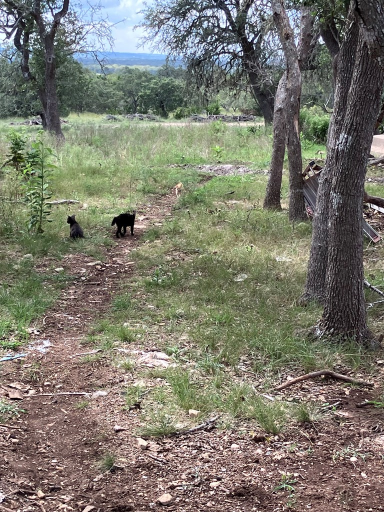 42 Rust Lane Boerne, TX 78006 - Photo 23 of 23 a view of outdoor space with trees all around