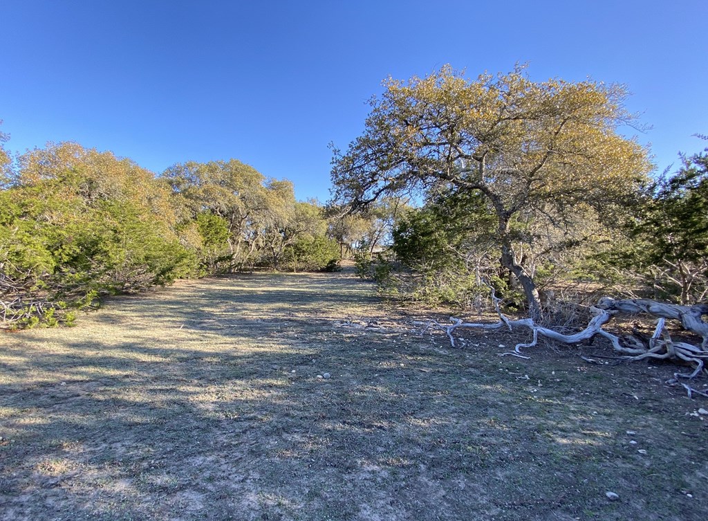 42 Rust Lane Boerne, TX 78006 - Photo 3 of 23 a view of dirt yard with a large tree
