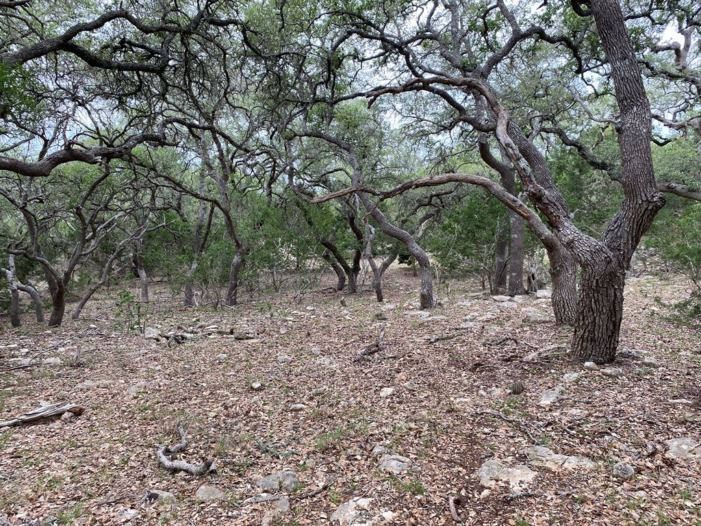 42 Rust Lane Boerne, TX 78006 - Photo 6 of 23 a view of a forest filled with trees