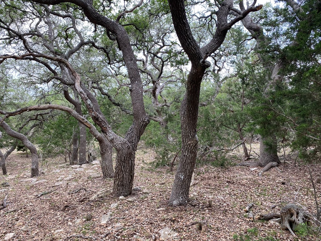 42 Rust Lane Boerne, TX 78006 - Photo 7 of 23 a view of a tree in the forest