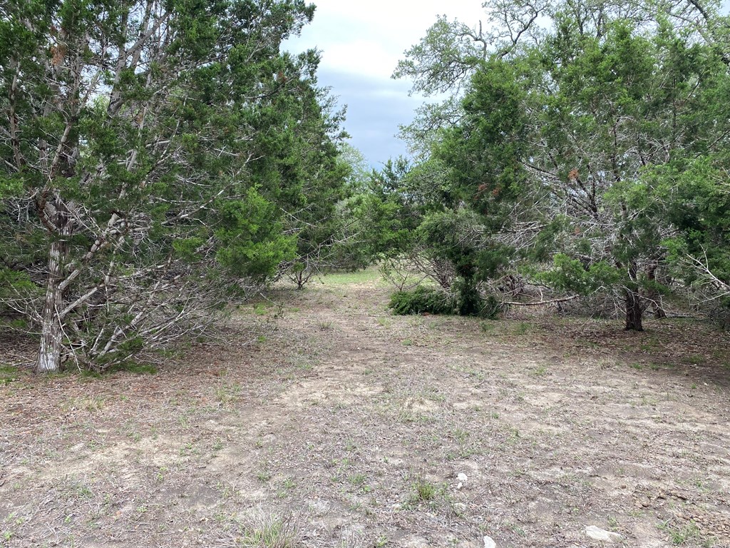 42 Rust Lane Boerne, TX 78006 - Photo 8 of 23 a view of a forest with trees in the background