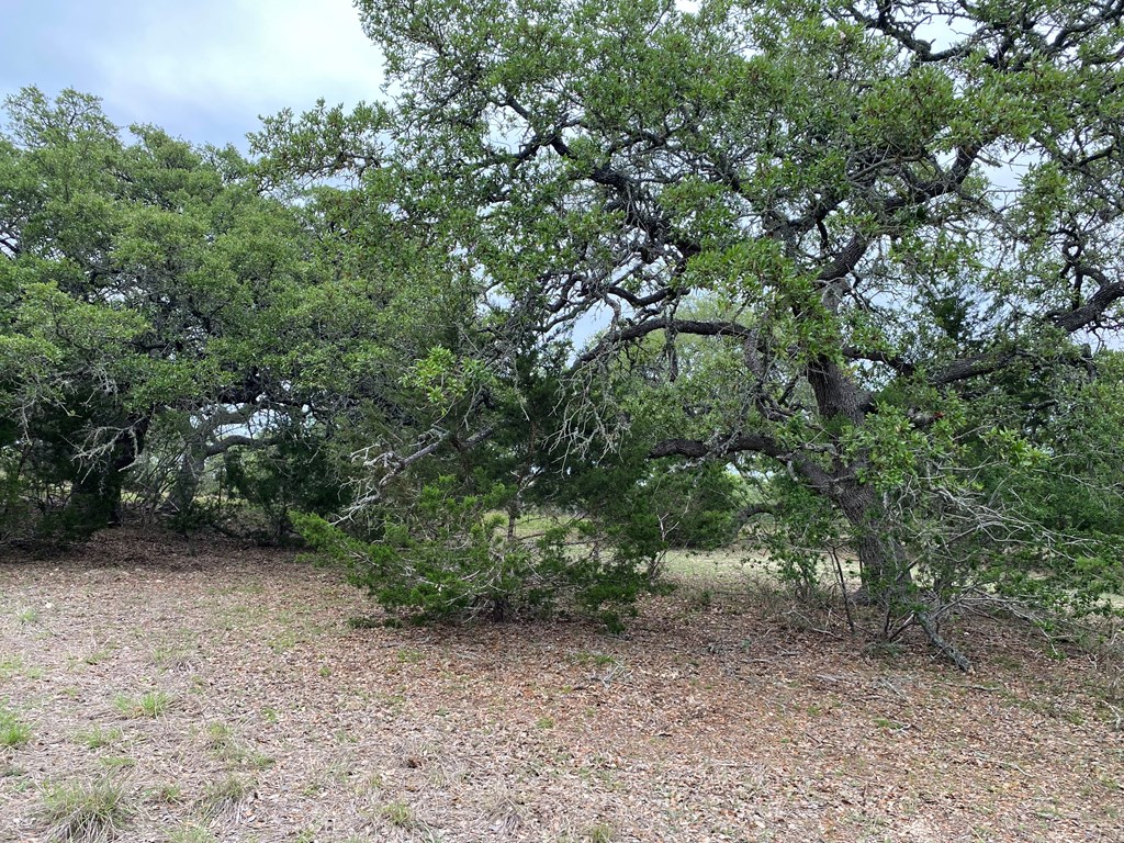 42 Rust Lane Boerne, TX 78006 - Photo 9 of 23 a view of a forest with trees in the background