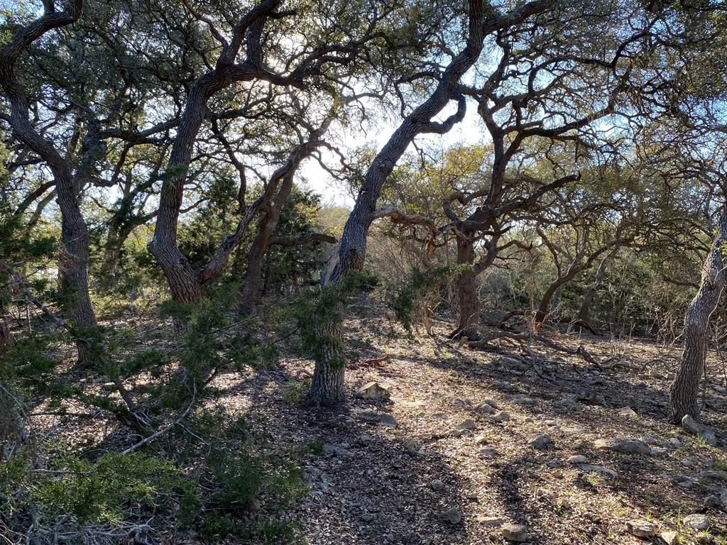 42 Rust Lane Boerne, TX 78006 - Photo 10 of 23 a backyard of a house with lots of trees