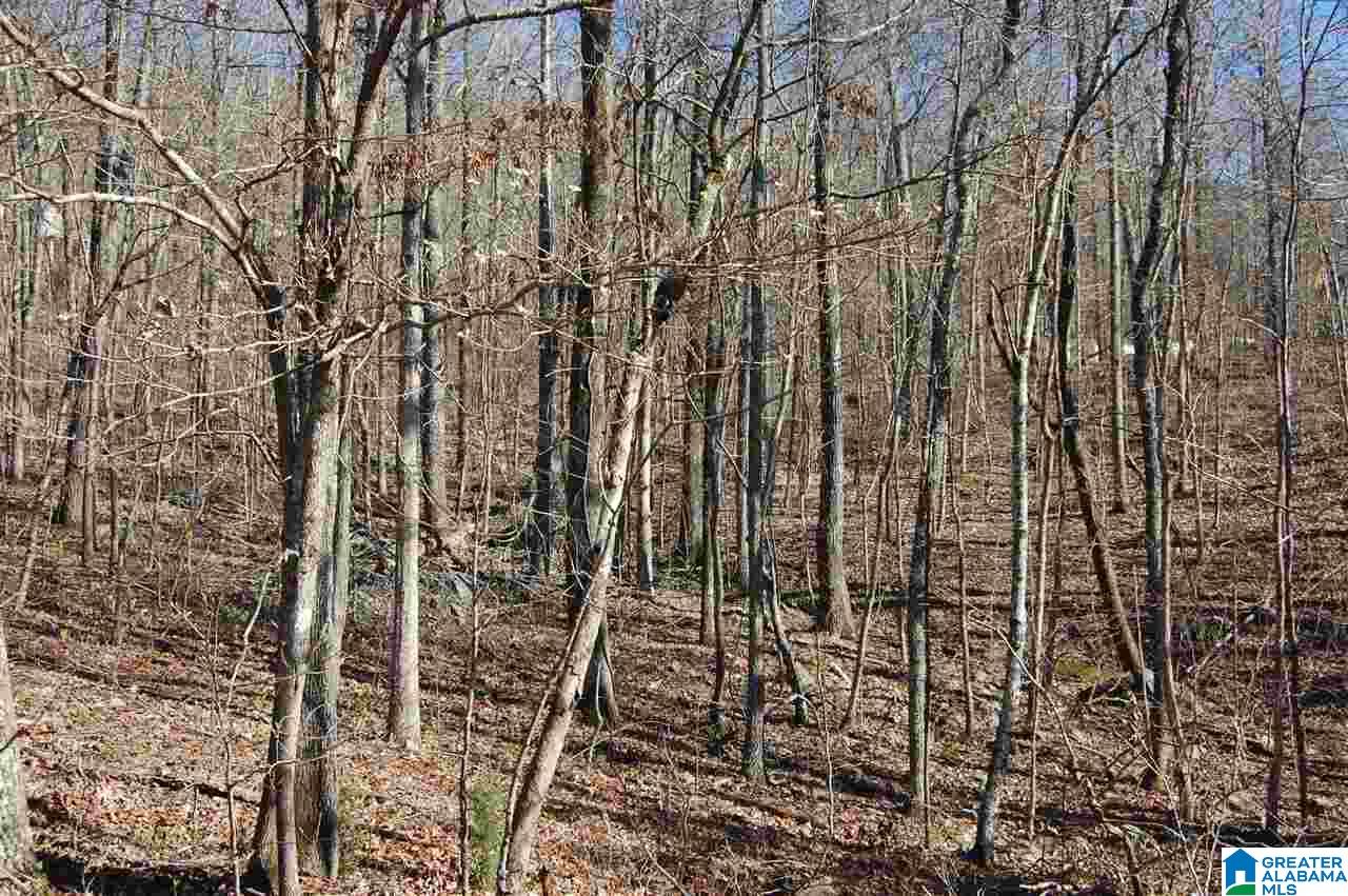 4599 Shadow Ridge Parkway Pinson, AL 35126 - Photo 6 of 50