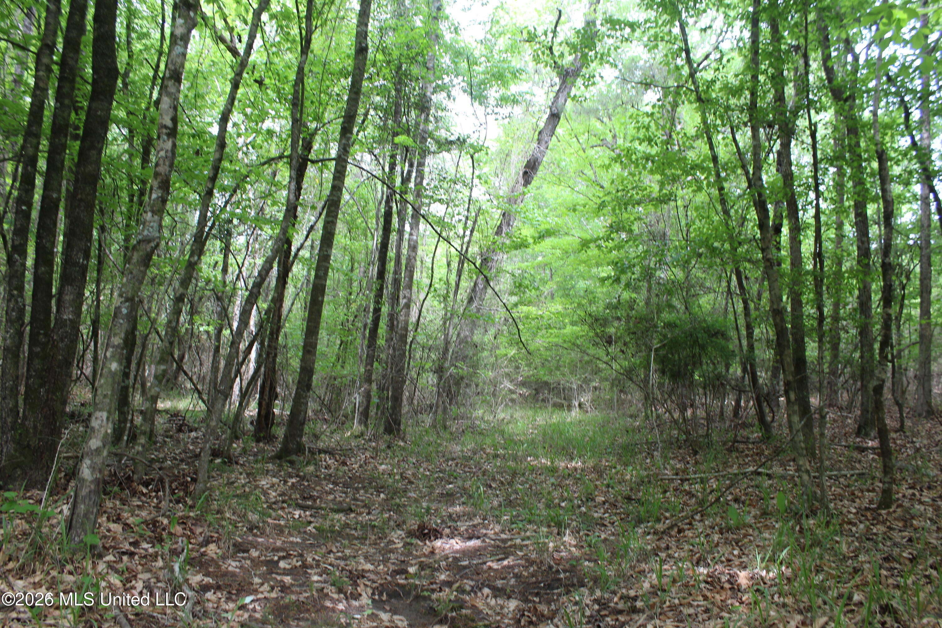 Charlie Boyd Road Jayess, MS 39641 - Photo 13 of 17 14 ac Charlie Boyd Rd (12)